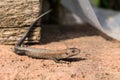 Lizard on bricks