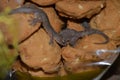 Lizard in butter cookies bag Royalty Free Stock Photo