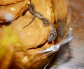 Lizard in butter cookies bag Royalty Free Stock Photo