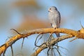Lizard buzzard, Kaupifalco monogrammicus, birds of prey sitting on the branch with blue sky. Wildlife scene from African nature. R Royalty Free Stock Photo