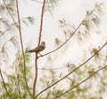 Lizard Buzzard Royalty Free Stock Photo