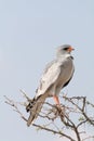 Lizard Buzzard in top of tree Royalty Free Stock Photo