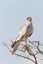 Lizard Buzzard in top of tree Royalty Free Stock Photo
