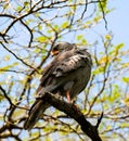 Lizard buzzard on a tree Royalty Free Stock Photo