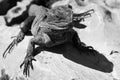 Lizard BW