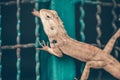 Lizard in the cage Royalty Free Stock Photo