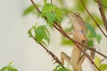 Lizard camouflage tree in