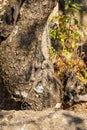 A lizard camouflaged on tree at the Termessos ruins near Antalya, Turkey. Royalty Free Stock Photo