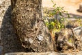 A lizard camouflaged on tree at the Termessos ruins near Antalya, Turkey. Royalty Free Stock Photo