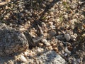 Lizard at Cape Tourville, Tasmania