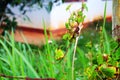 The lizard catches the vine of the plant