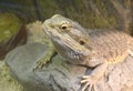 Lizard Central bearded dragon Pogona vitticeps sitting on a stone in a terrarium Royalty Free Stock Photo