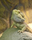 Lizard Central bearded dragon Pogona vitticeps sitting on a stone in a terrarium Royalty Free Stock Photo