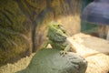 Lizard Central bearded dragon Pogona vitticeps sitting on a stone in a terrarium Royalty Free Stock Photo