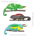 Lizard Chameleon Set Cartoon Vector Illustration