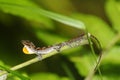 Lizard changing skin, Costa Rica