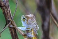 Lizard changing skin resting on wood horizontal