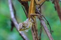 Lizard changing skin resting on wood horizontal