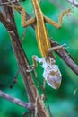 Lizard changing skin resting on wood horizontal