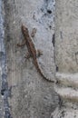 A Lizard or Cicak on the Cement Wall Royalty Free Stock Photo