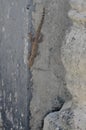 A Lizard or Cicak on a Cement Wall Royalty Free Stock Photo