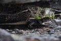 lizard in the cleft of the rock.