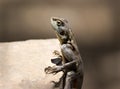 Lizard climbing