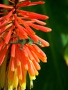 Lizard climbing Red Flowers