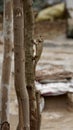 A lizard Climbing the tree