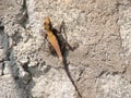 Lizard climbing on a wall Royalty Free Stock Photo