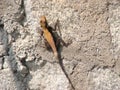 Lizard climbing on a wall