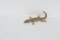 Lizard Royalty Free Stock Photo