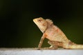 Lizard close-up