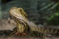 Lizard closeup Royalty Free Stock Photo