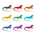 Lizard color icon set isolated on white background