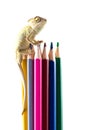 Lizard and color pencils.