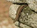 A lizard coming out of a crack in a wall, Italy