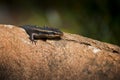 Lizard (common skink) Baking in the Sun Royalty Free Stock Photo