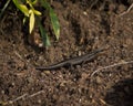 Lizard (common skink) Baking in the Sun Royalty Free Stock Photo