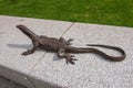 Lizard or Comodo Dragon statue, Leidseplein, Amsterdam, Netherlands Royalty Free Stock Photo