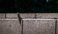 Lizard on a Concrete Wall