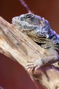 Lizard cordylidae changing skin resting on wood closeup vertical