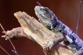 Lizard cordylidae changing skin resting on wood