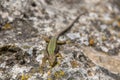 Lizard crawling on the rock. Wildlife. Animals. Nature. Royalty Free Stock Photo