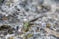 Lizard crawling on the rock. Wildlife. Animals. Nature. Royalty Free Stock Photo