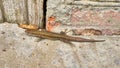 lizard crawls on concrete. general plan. color Royalty Free Stock Photo