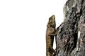 Lizard creeping on wood with white background Royalty Free Stock Photo