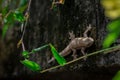 lizard creeps on outdoor wall, frame by leaves