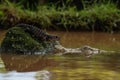 Lizard and crocodile coexisting in wetland habitat