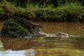 Lizard and crocodile coexisting in wetland habitat Royalty Free Stock Photo